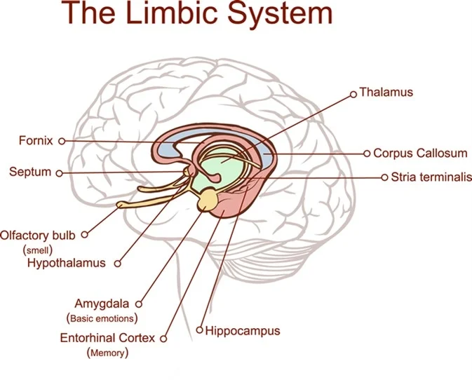 Placeholder image for Inside the Limbic System